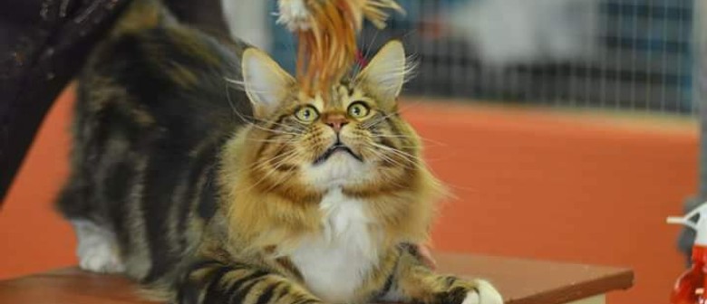 NZCF National Cat Show Hosted by The CABCC
