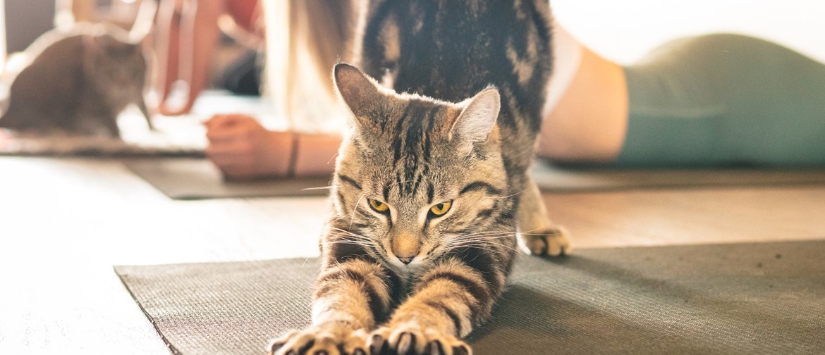Yoga With Cats