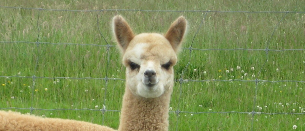 Alpaca Open Day - Flagstaff Alpacas Alpaca Open Day - Flagstaff Alpacas