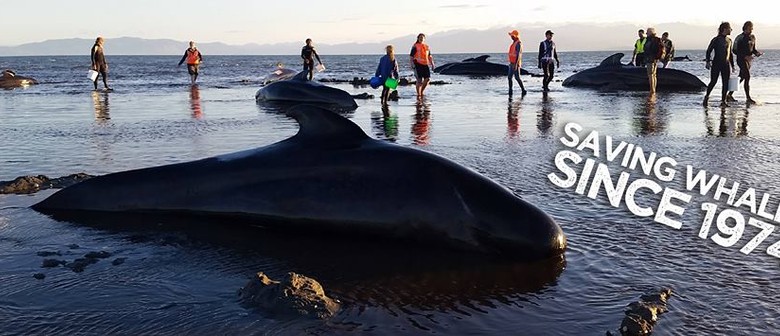Seaweek: Help Save Leonard the Pilot Whale