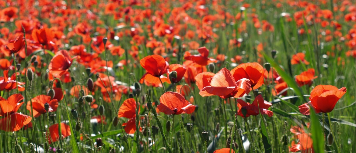 Anzac Day Service - Renwick: CANCELLED