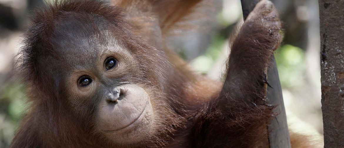 Wild Movies at OM – Orangutan Jungle School: CANCELLED