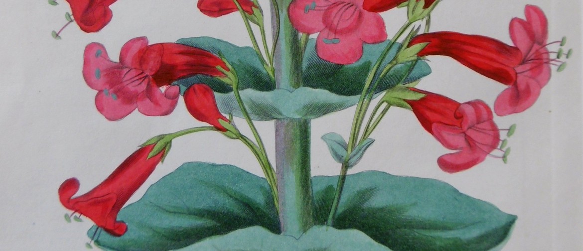 Antique Botanicals - An Exhibition of Original Book Plates