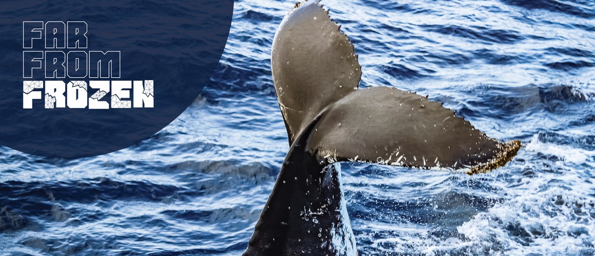 Far From Frozen – A Splash of Whale Science