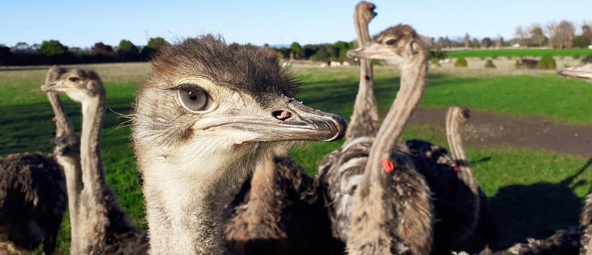 Visit the Ostriches Onsite