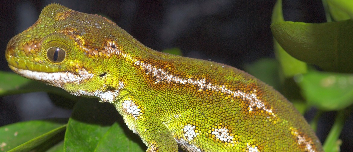 Conservation Week Gecko Encounter