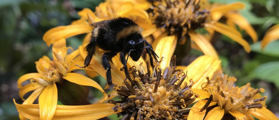 Bumblebees – the “super-pollinators”