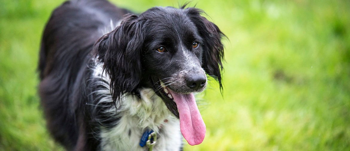 Kiwi Aversion Training for Dogs