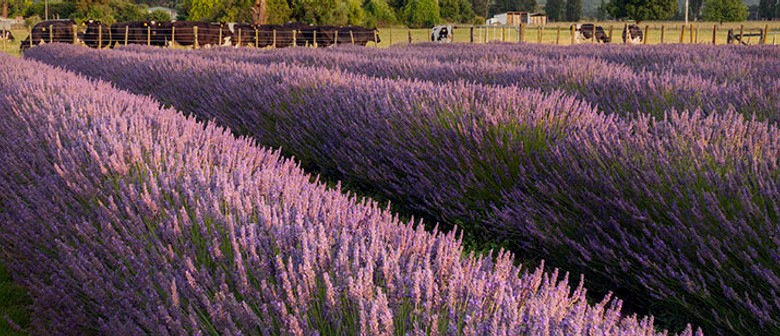 Pick Your Own Lavender - January 2021