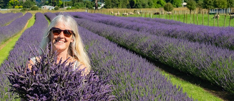 Pick your own lavender - January 2021