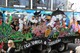 Paihia Christmas Parade