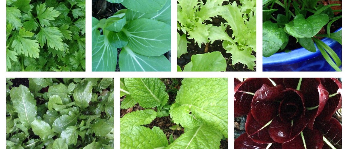 Sustainable Backyards - Sow Your Summer Salad and Herbs