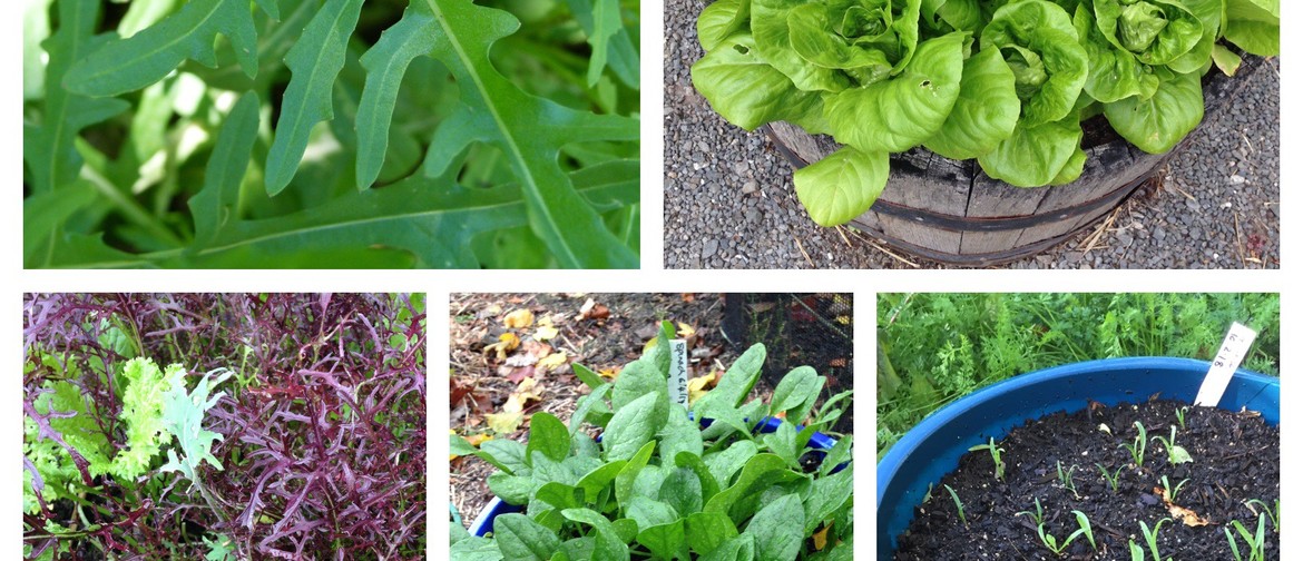 Sustainable Backyards - Salad and Herbs in Small Spaces