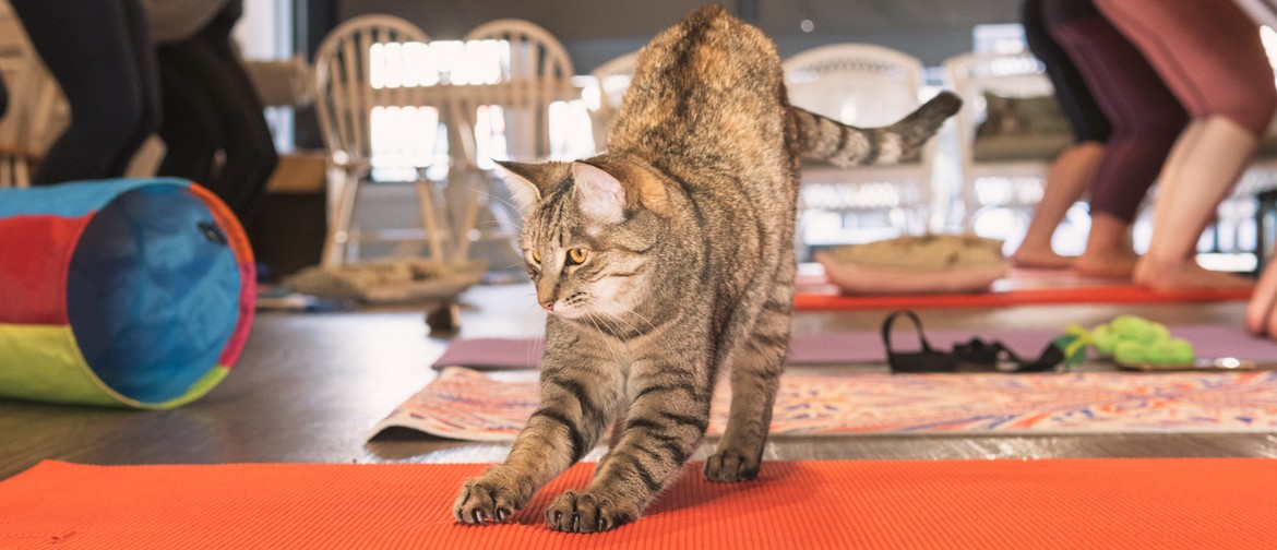 Yoga With Cats