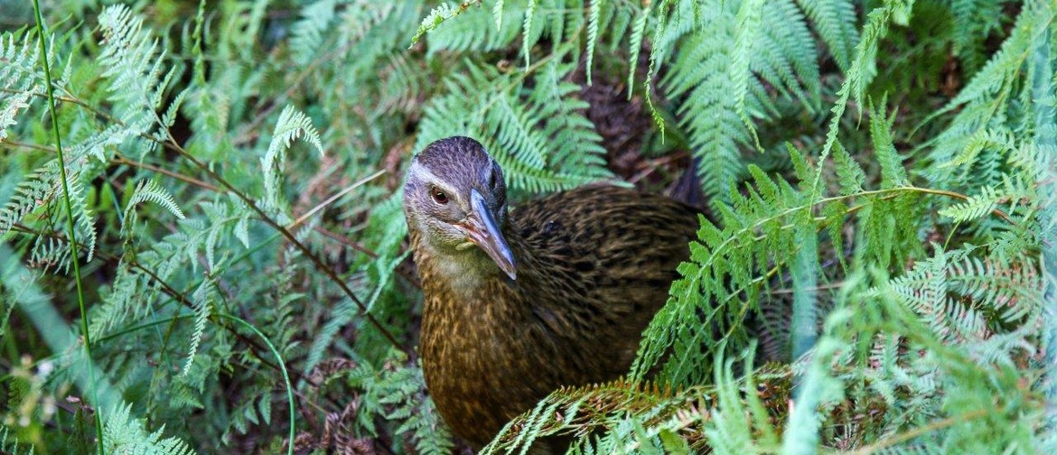 Forest & Bird Monthly Talk - Weka Update