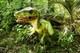 DinoFest Auckland