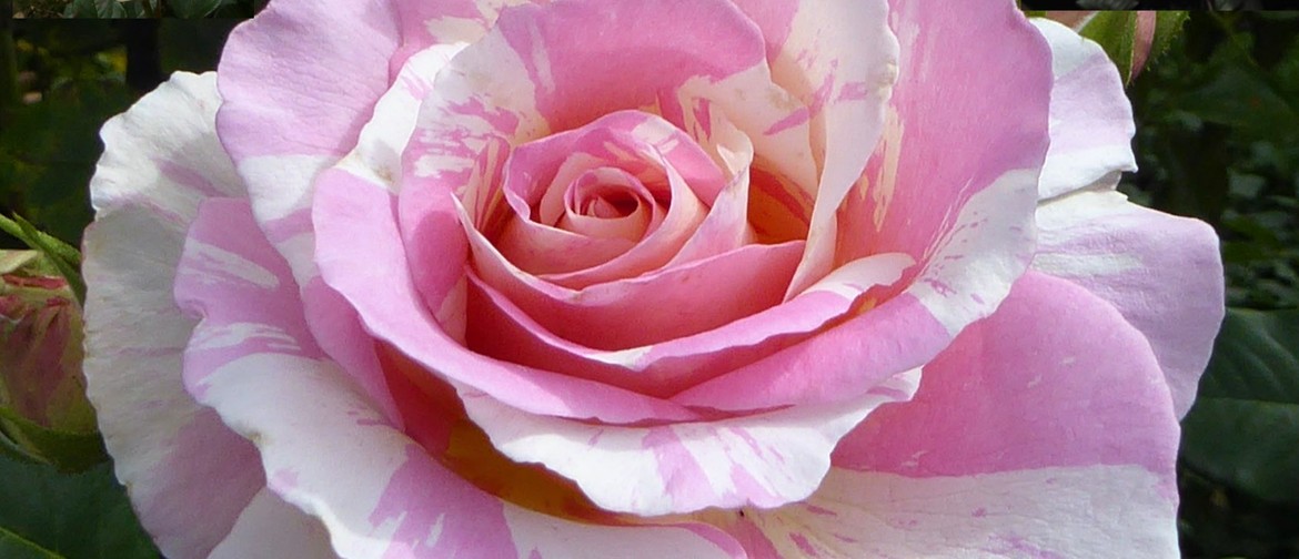 Free Rose Display - Canterbury Rose Society 75th Anniversary