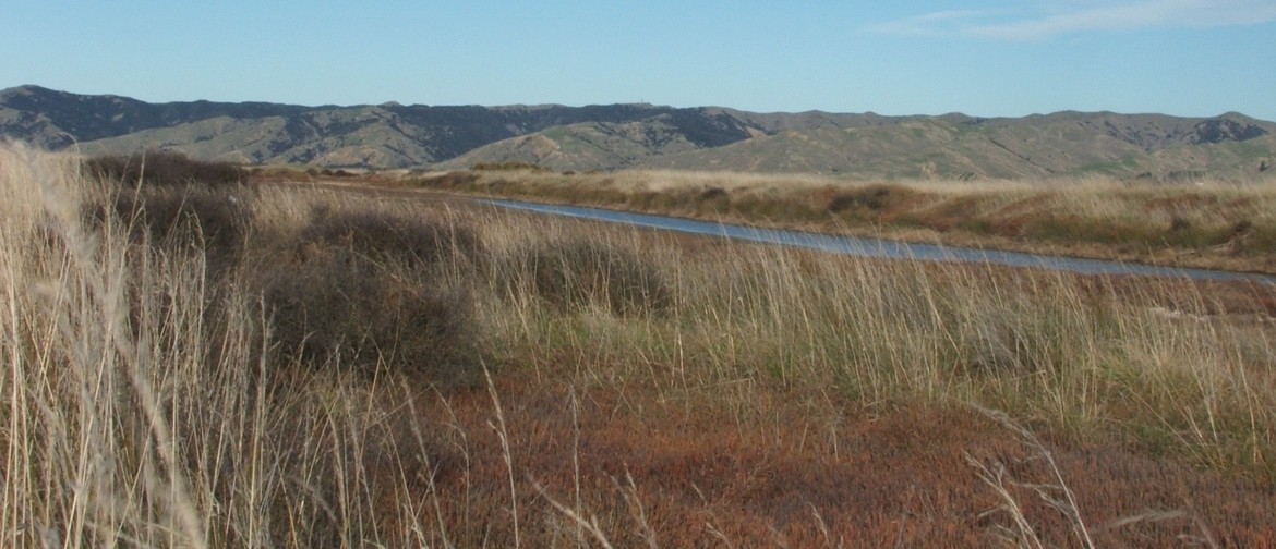 Bird Safari Wairau Lagoons