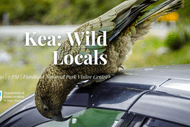 Kea: Wild Locals