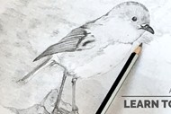 Learn To Draw (Art Course)