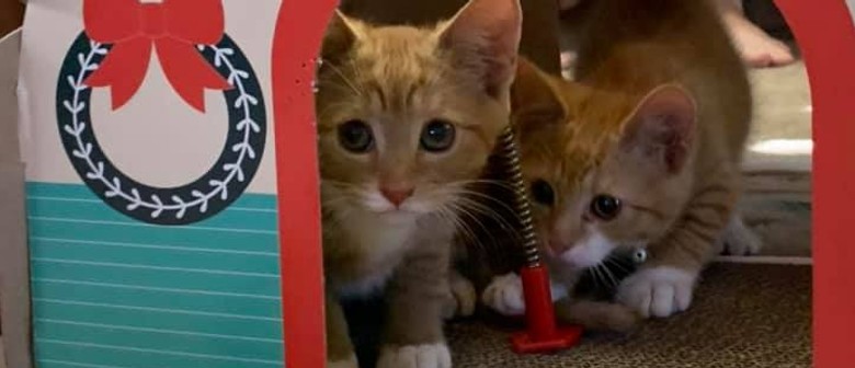 Kitten Adoption Party