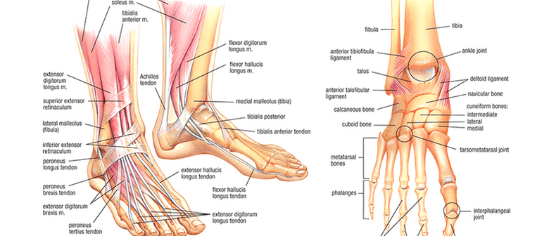 Yoga for Feet, Ankles, Knees and Hips