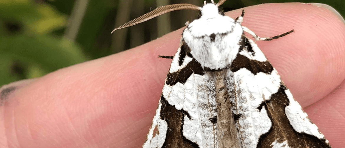 Wild Dunedin: Ahi Pepe Flying Moth Workshop