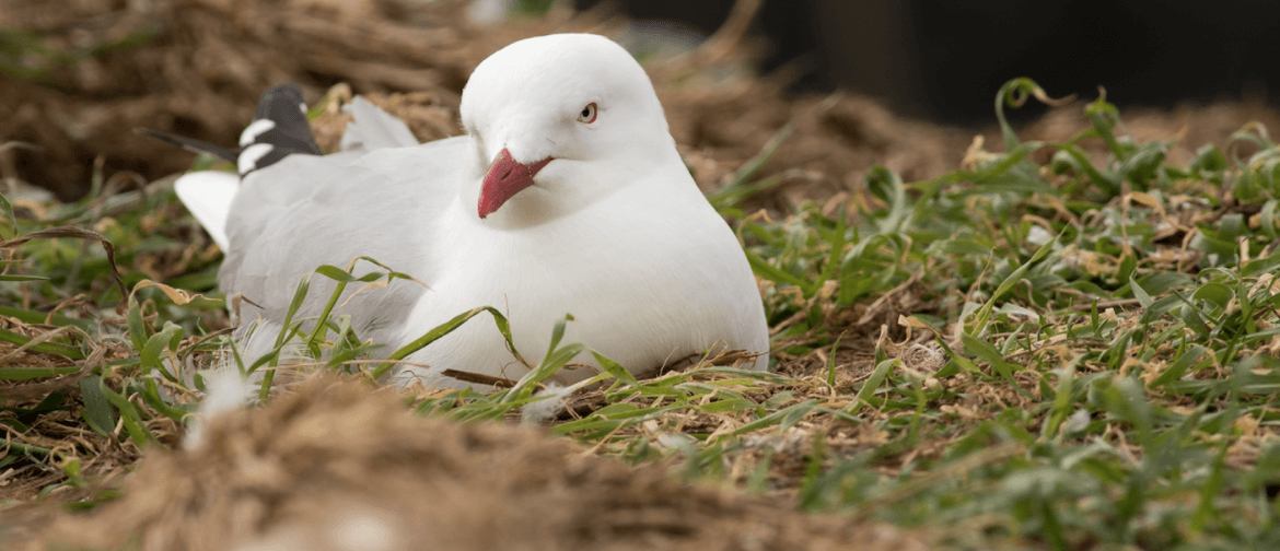 Wild Dunedin: Snippets from the Sea - Sea Bird Science