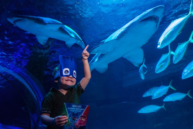PJ Masks dives into SEA LIFE Kelly Tarlton’s Aquarium Auckland Eventfinda