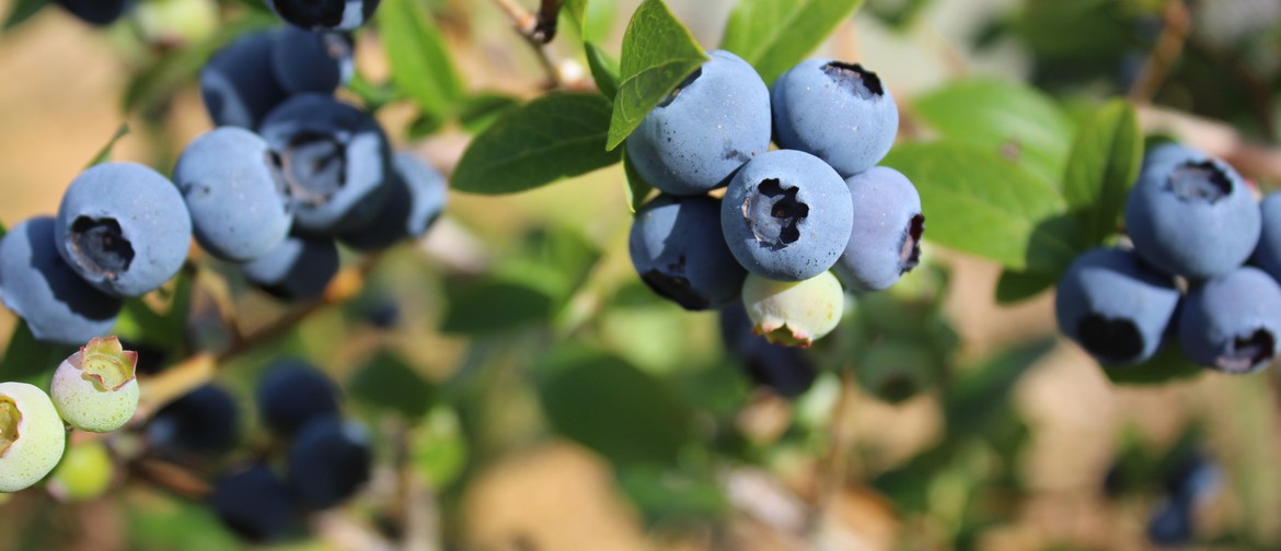 PYO Blueberry picking