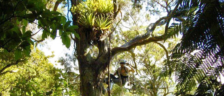 The Hidden World of Epiphytes: Life in the Forest Canopy