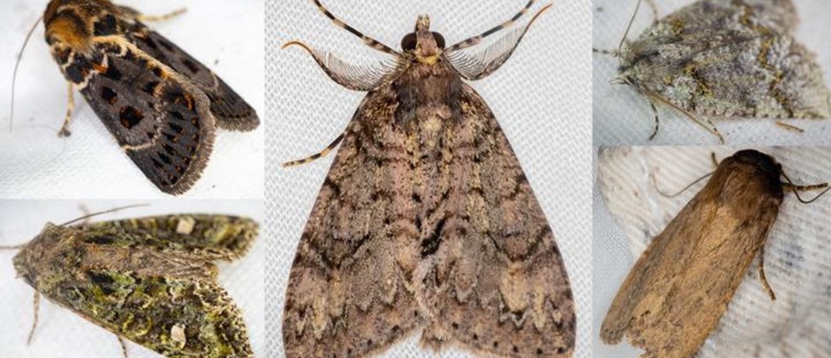 The 109 Year Moth Project