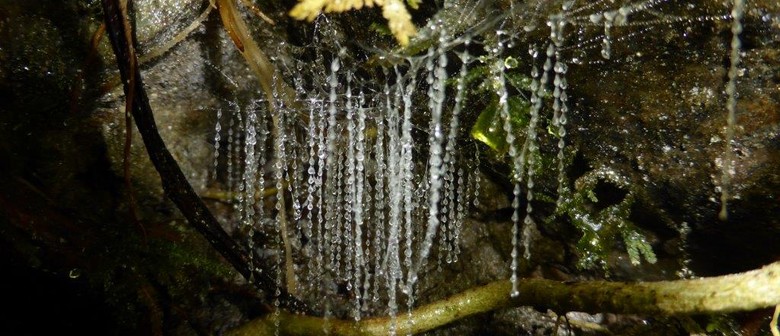 Guided walk:   Glow worms at Otari