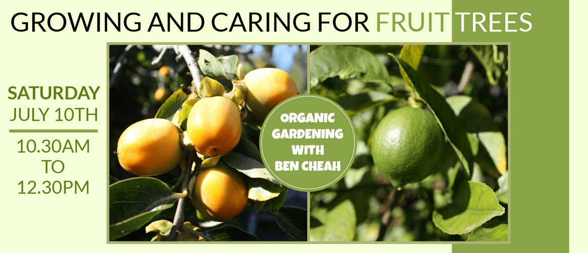 Organic gardening with Ben Cheah - fruit trees