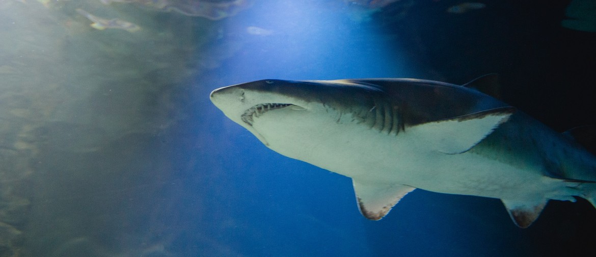 Discover Sharklife