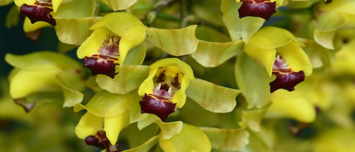 Waitakere Orchid Club Spring Show: CANCELLED