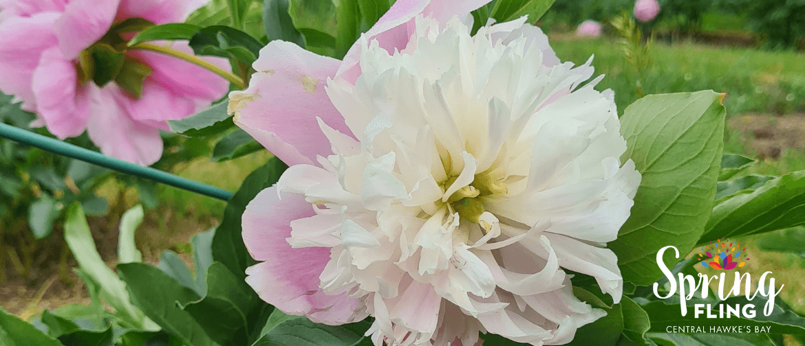 Picnic in the Peonies