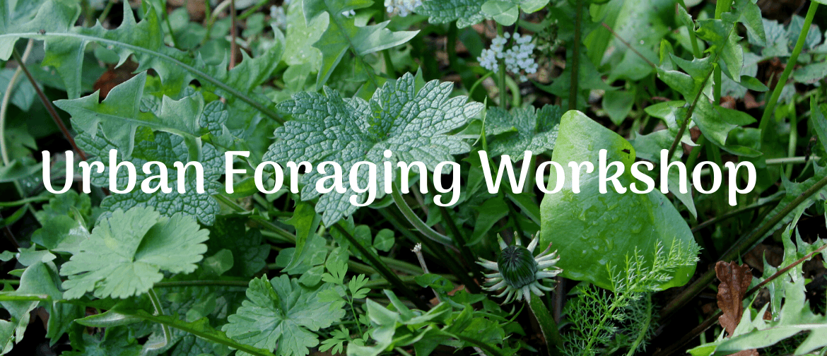 Winter Urban Foraging Workshop - Learn To Forage For Edibles