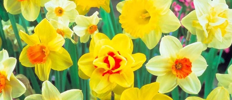 Daffodil and Bonsai Show: CANCELLED