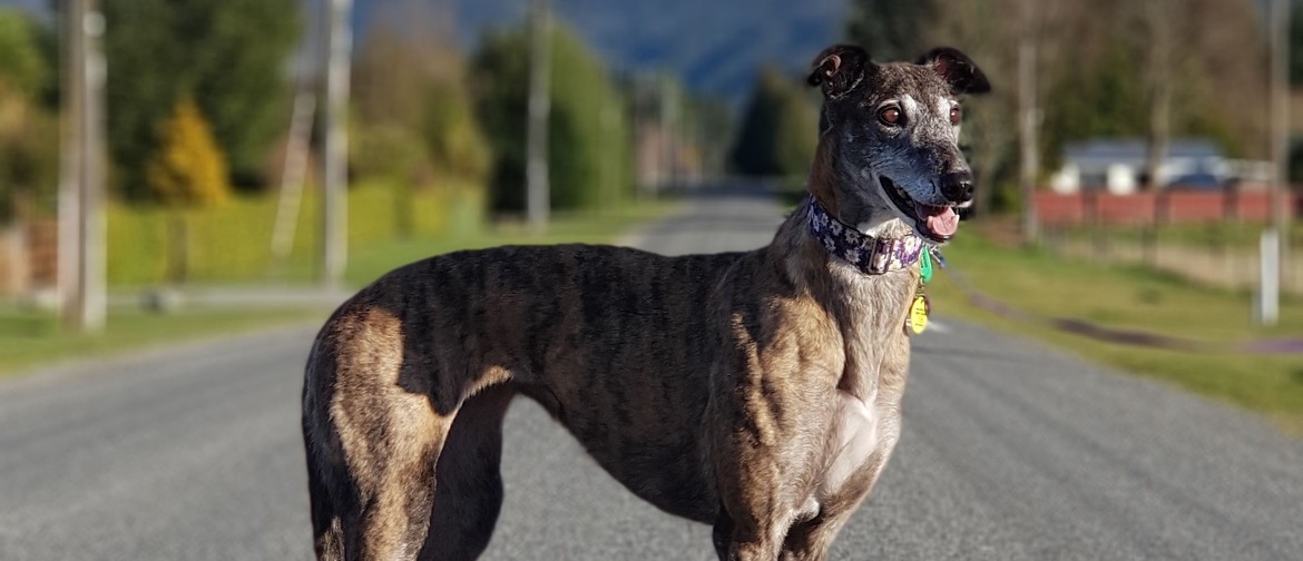 Greyhound Party