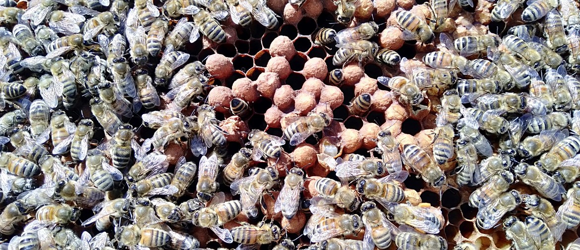 Is Beekeeping for Me?