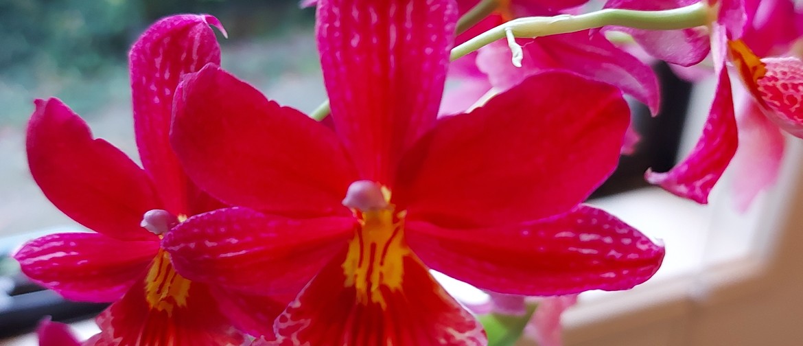 Tauranga Orchid Show