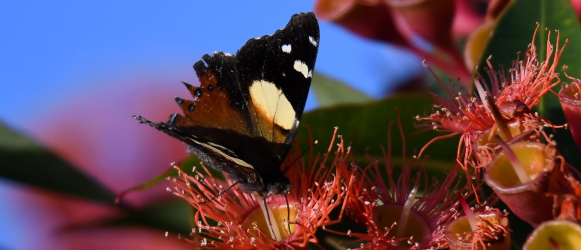 Marlborough Backyard Nature Photography Contest Marlborough Backyard Nature Photography Contest