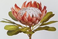 Image for event: Botanical Art and Illustration Course