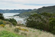 Image for event: Lyttelton Port Saddle Planting Day