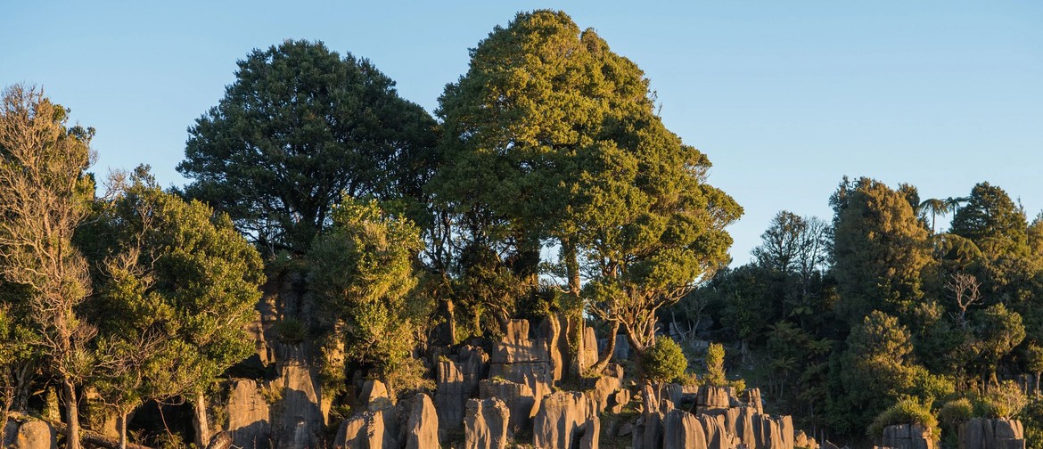 Waitomo Wanders