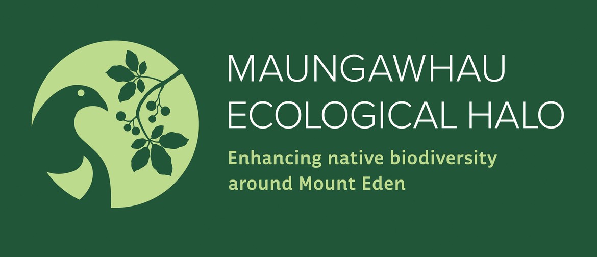 Kōkopu in Auckland and Enhancing Mt Eden’s Biodiversity