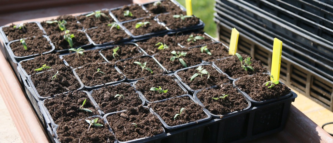 Raising Your Own Seedlings