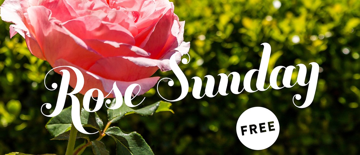 Rose Sunday Rose Sunday