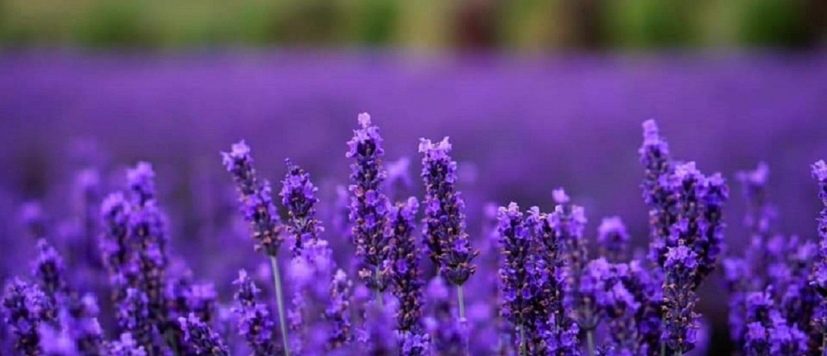 Martinborough Lavender Picking - Martinborough - Eventfinda
